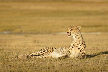 Cheetah (Acinonyx jubatus) portrait, lying down on savanna, Ngorongoro conservation area, Tanzania.