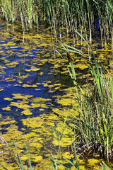 Ripe reed cattail.