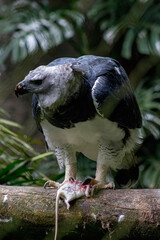 The harpy eagle Harpia harpyja is a neotropical species of eagle - obrazy, fototapety, plakaty
