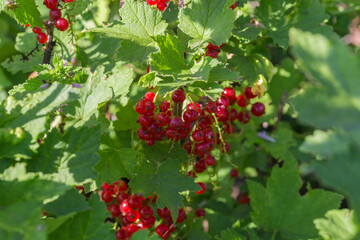 Ripe redcurrant berries among leaves, close-up in selective focus
