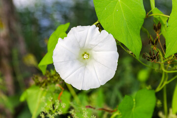 White flower of bindweed on a blurred background, close-up