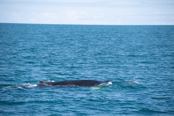Fototapeta premium dolphin in the sea