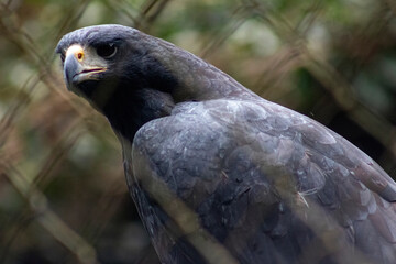 eagle wild wild animal hawk chimpanzee zoo heron swan lion tiger camel zebra macaw owl 