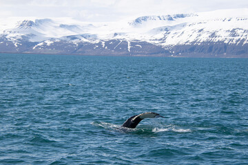 Fototapeta premium humpback whale tail