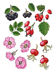 Rosehip, Hawthorn. Vector food icons of berries. Colored sketch of food products.
