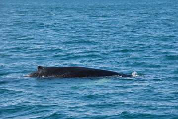 Obraz premium whale in the sea