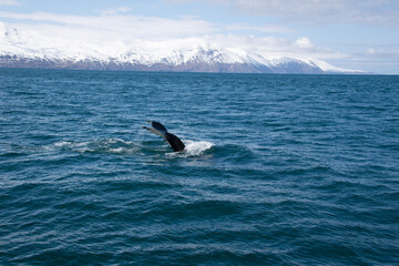 Fototapeta premium humpback whale tail