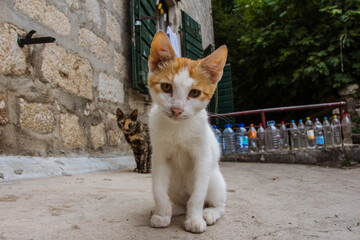 Red kitten in the old town of Kotor. Montenegro 