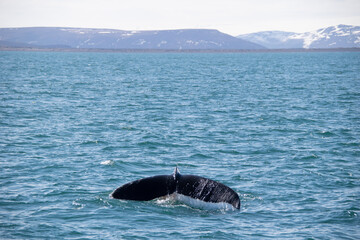 Obraz premium humpback tail