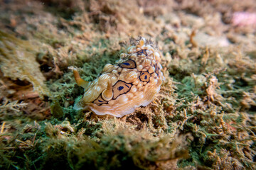 Jewel Nudibranch New Zealand