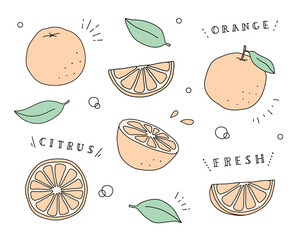 オレンジの水彩イラスト 断面 みかん 果物 フルーツ 柑橘類 フレッシュ かわいい Citrus Fruit Wall Mural Citrus Fru Yugoro