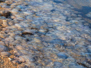 The sandy beach of the sea is covered with a lot of dead jellyfish. An environmental disaster. A huge number of white dead jellyfish lies on the shore on a hot sunny day. Environmental problems © Alekskan12