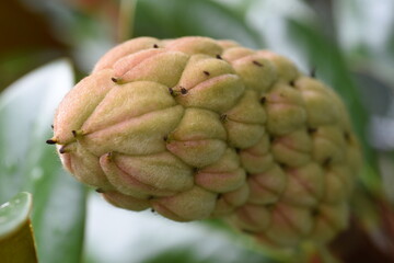 Fototapeta premium Southern magnolia (Magnolia grandiflora)fruits. Mgnoliaceae evergreen tree.