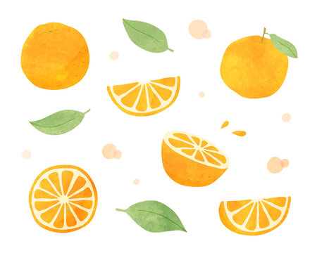 10 692 Best 柑橘 Images Stock Photos Vectors Adobe Stock