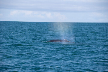 Fototapeta premium dolphin jumping out of the water