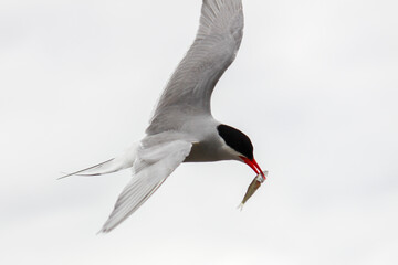 black headed gull