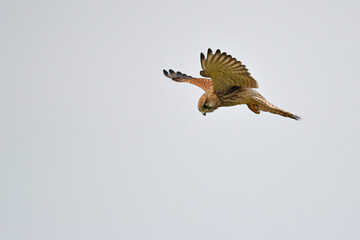 Turmfalke - Weibchen // Common kestrel - female (Falco tinnunculus)