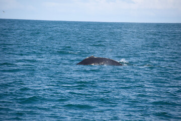 dolphin jumping out of water