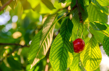 Ripe red cherry growing on a tree in the garden. Summer harvest of berries. Healthy diet. Selective focus