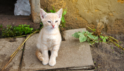 Ginger kitten sits in the barn doorway. The cat looks out of the old utility room near the wooden door. Lovely little domestic cat kitten.