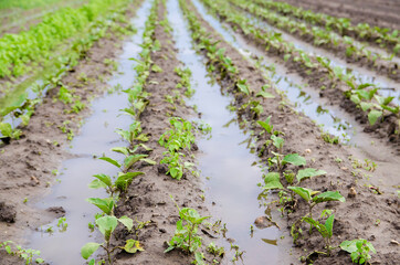 Natural disaster on the farm. Flooded field with seedlings of eggplant. Heavy rain and flooding....