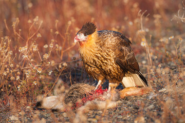 Juvenile Crested Caracara (Polyborus plancus) scavenging on a dead hare
