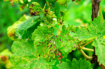Lost grape leaves close up. Bad harvest. Leaves affected by disease. Fungal, bacterial and viral...