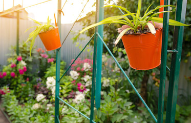 Potted flowers grow in the home garden. Decorations in the form of plants. Hanging pots. Selective focus