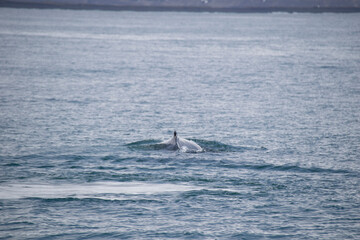 Fototapeta premium dolphins in the sea