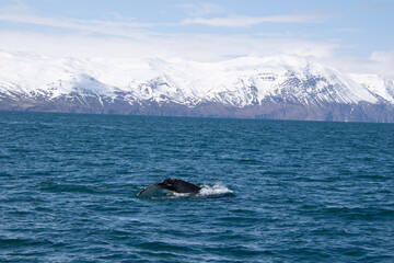 Fototapeta premium humpback whale tail