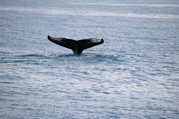 Fototapeta premium humpback tail