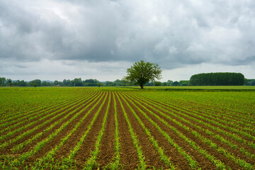 Vineyards of Monferrato near Oviglio at springtime