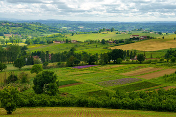 Vineyards of Monferrato near Calliano at springtime