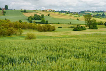 Fototapeta na wymiar Landscape of Monferrato near Calliano at springtime