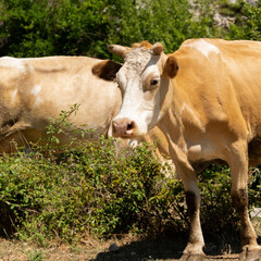 Close up view of domestic cow grazing free in the mountain
