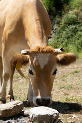 Close up view of domestic cow grazing free in the mountain