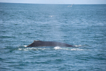 Fototapeta premium humpback tail