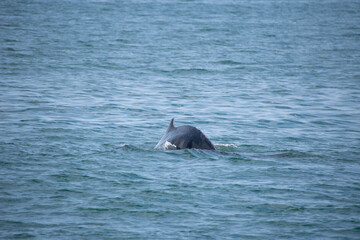 Fototapeta premium dolphin jumping out of water