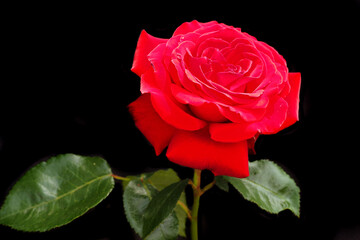 a bright red rose bud with green leaves on a black background. side view
