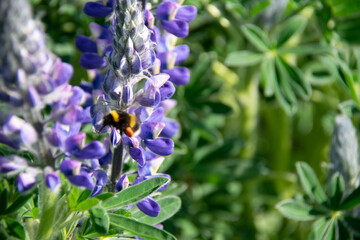 close up of a flower