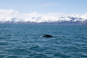 Fototapeta premium humpback tail