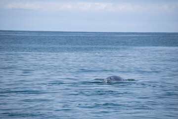 Obraz premium dolphin jumping out of water