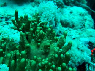 green-coloured soft coral