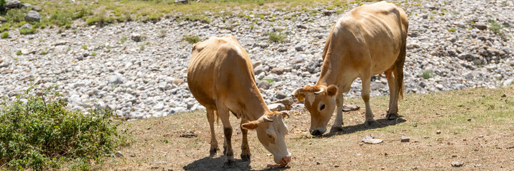 Close up view of domestic cows grazing free in the mountain