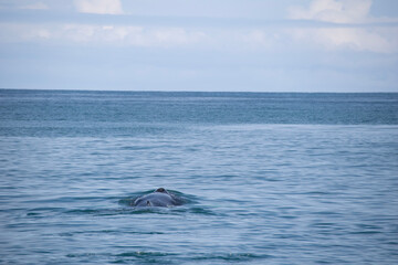 Fototapeta premium dolphins in the sea