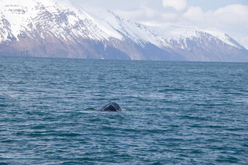 Fototapeta premium humpback whale tail