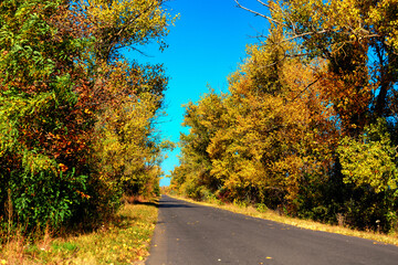 Autumn road going into the distance. Yellow leaves on trees. Shallow depth of field