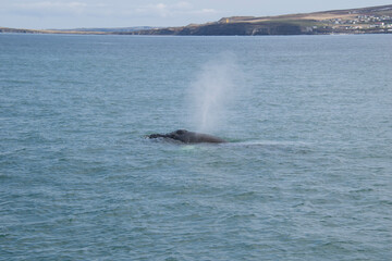 Fototapeta premium humpback tail
