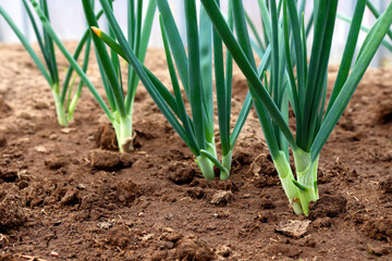 Onion sprouts in early spring at the kitchen garden, Onion plantation in the vegetable garden