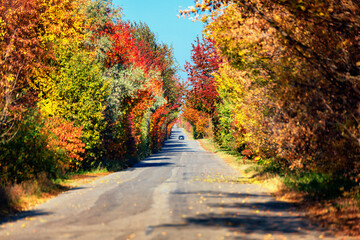 Fototapeta na wymiar Autumn road going into the distance. Yellow leaves on trees. Shallow depth of field